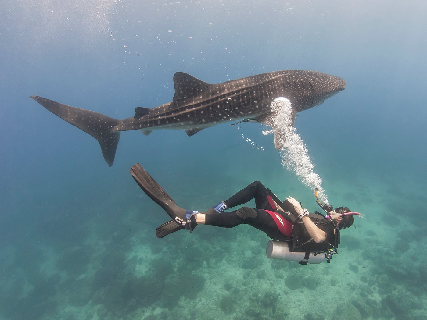 Aquarium dive site